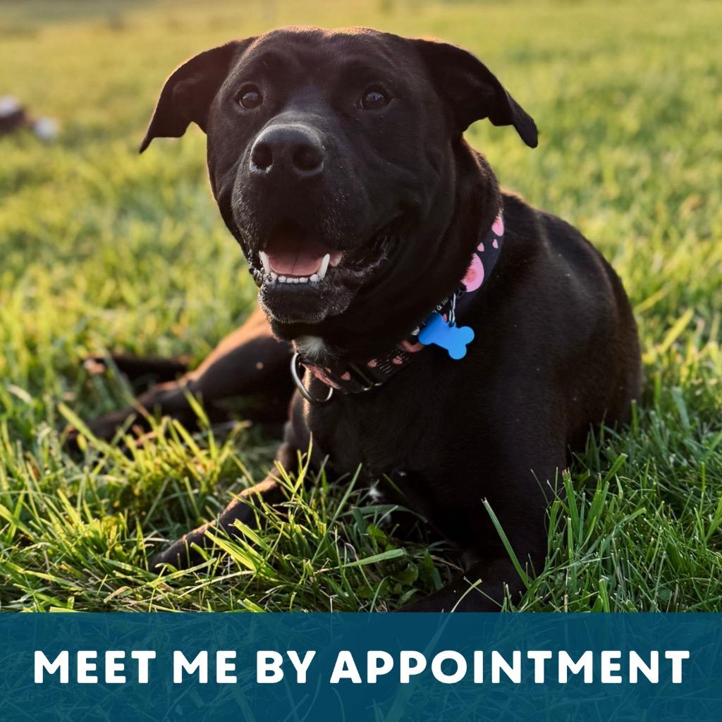 Lukin, Adoptable, Adult Male Labrador Retriever & Mixed Breed.