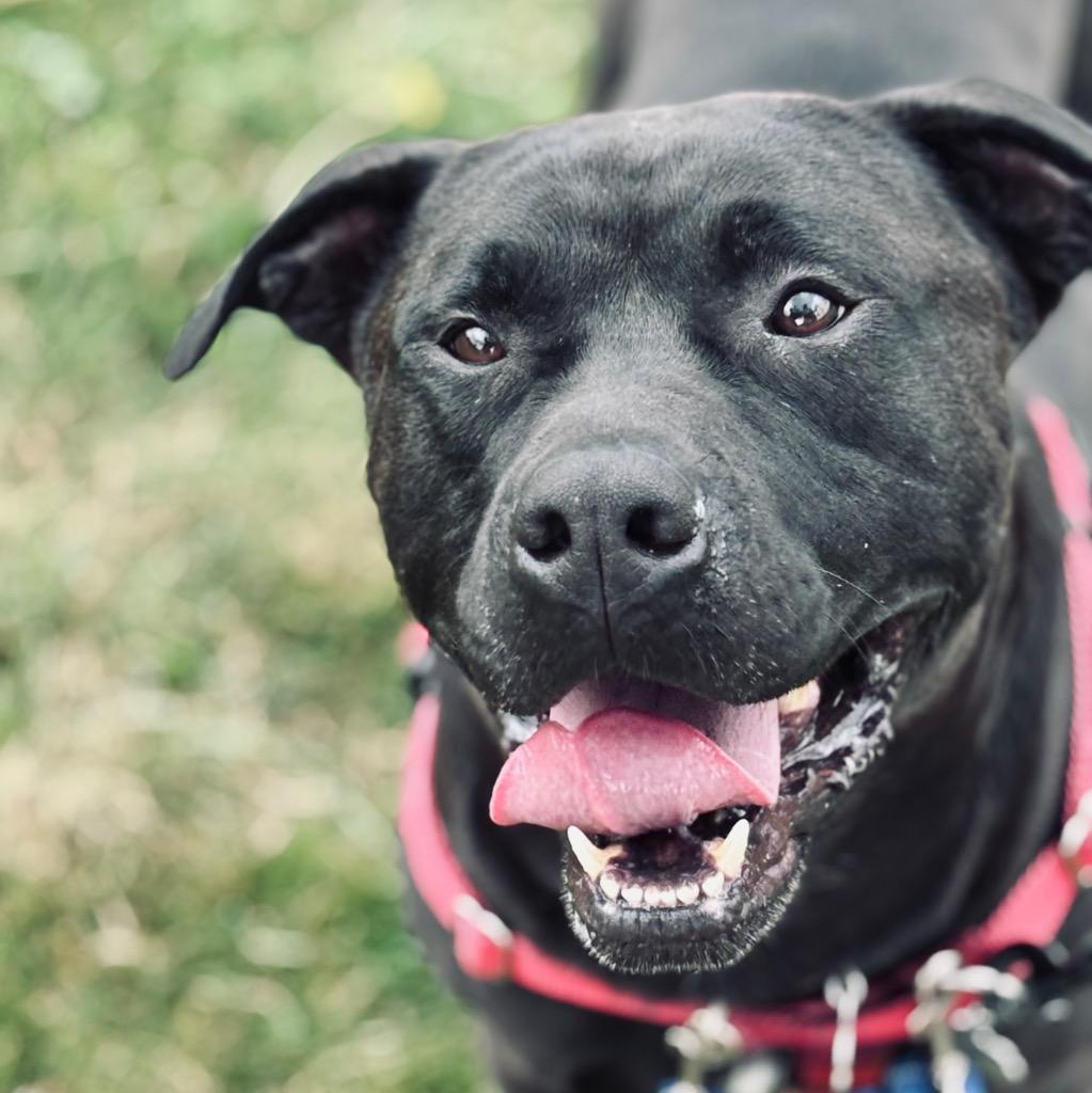 Lukin, a Adoptable mixed breed in State College, PA image 1/6