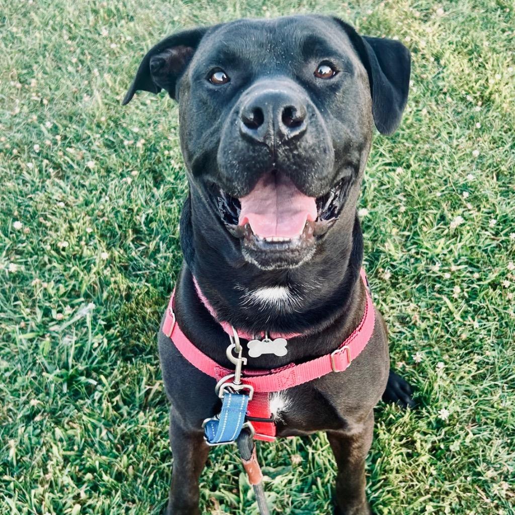 Lukin, a Adoptable mixed breed in State College, PA image 2/6