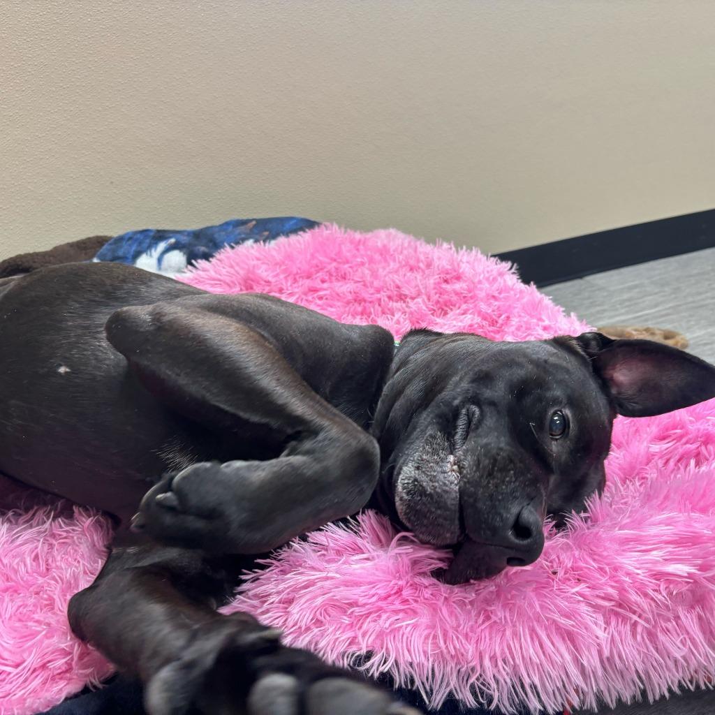 Lukin, a Adoptable mixed breed in State College, PA image 3/6