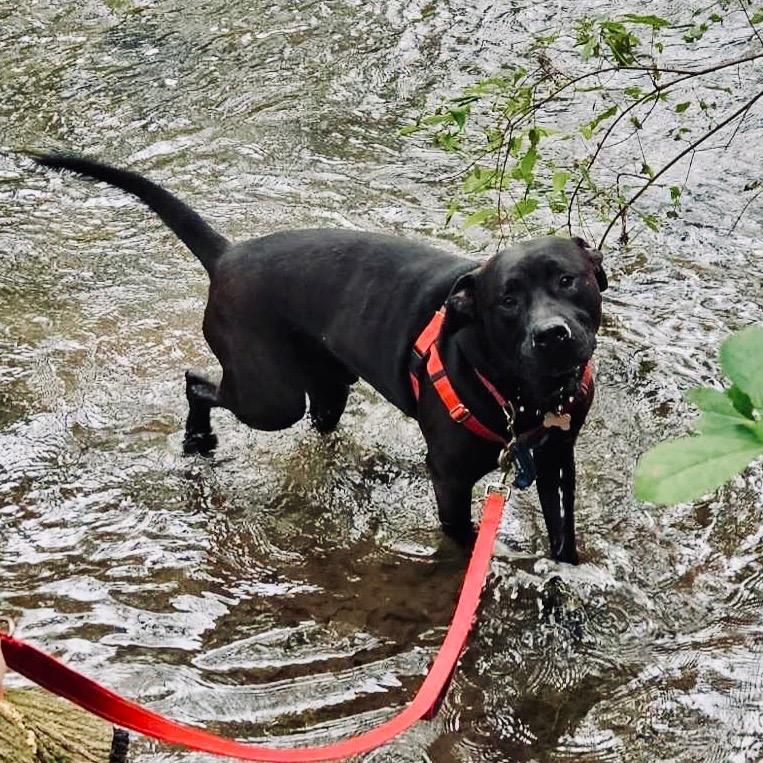 Lukin, a Adoptable mixed breed in State College, PA image 4/6