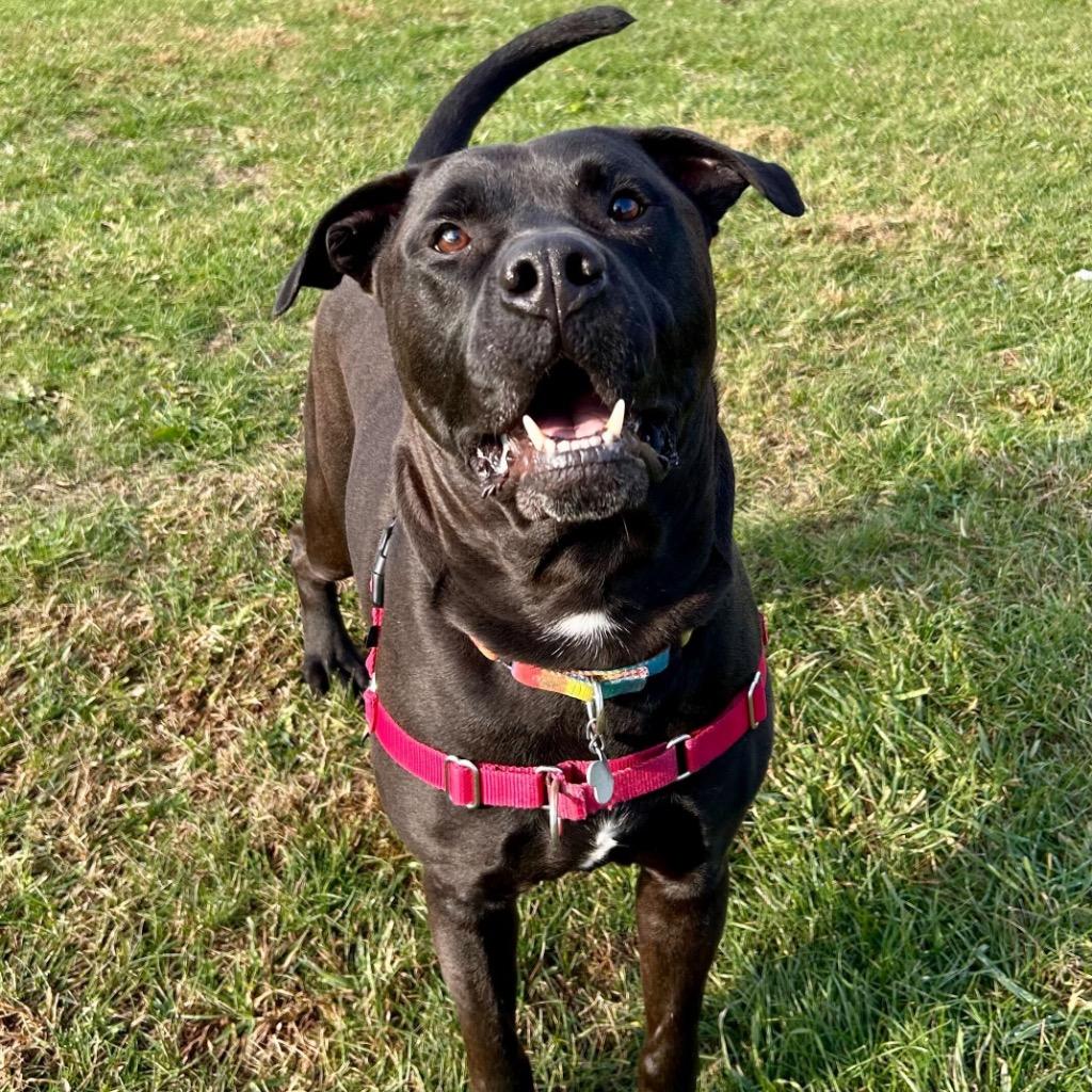 Lukin, a Adoptable mixed breed in State College, PA image 5/6