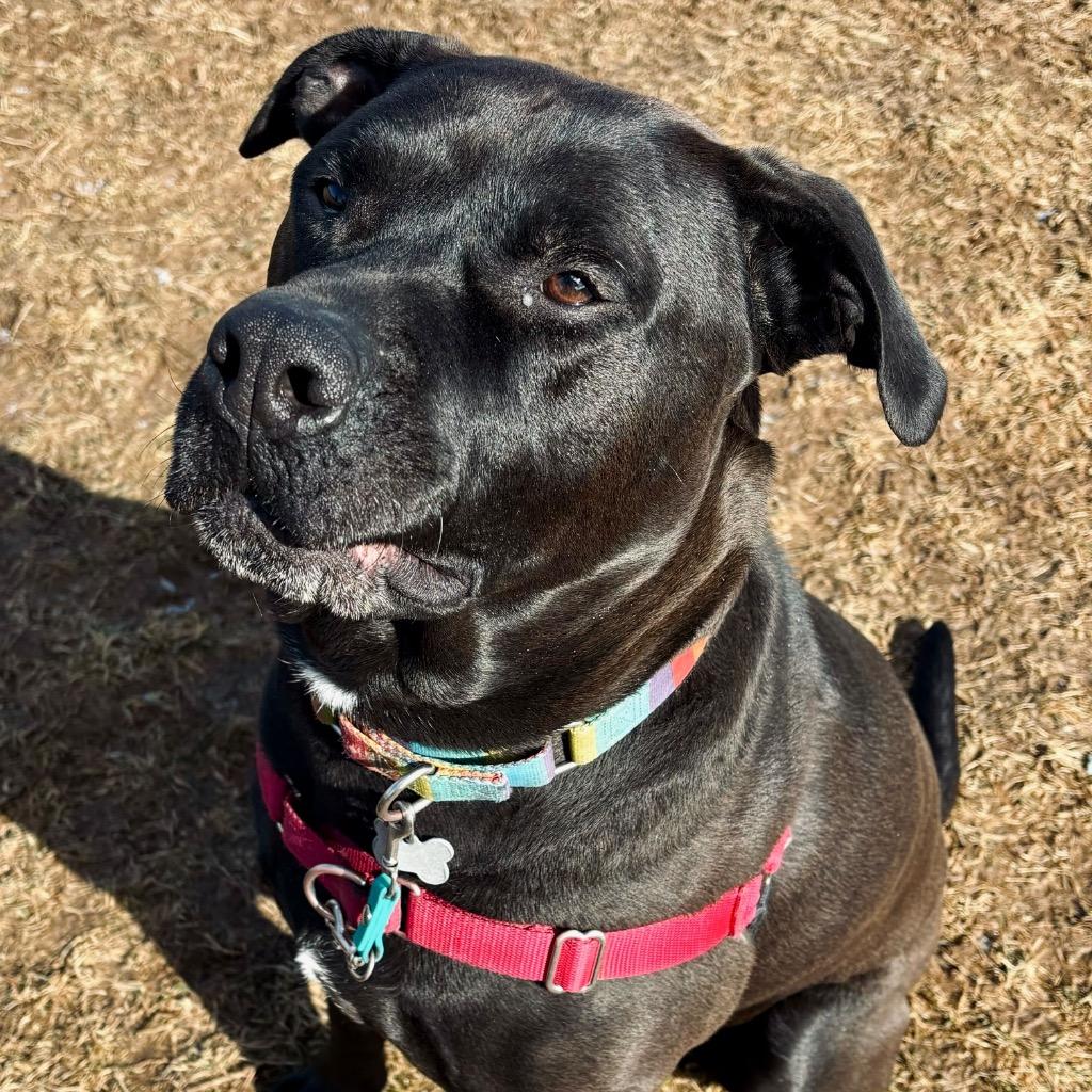 Lukin, a Adoptable mixed breed in State College, PA image 6/6