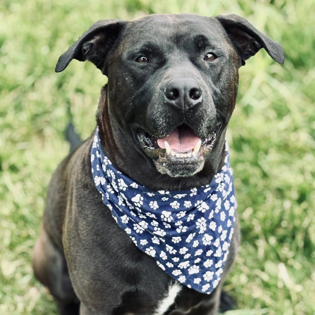 Enlarge Lukin, a Adoptable mixed breed in State College, PA image 6/6