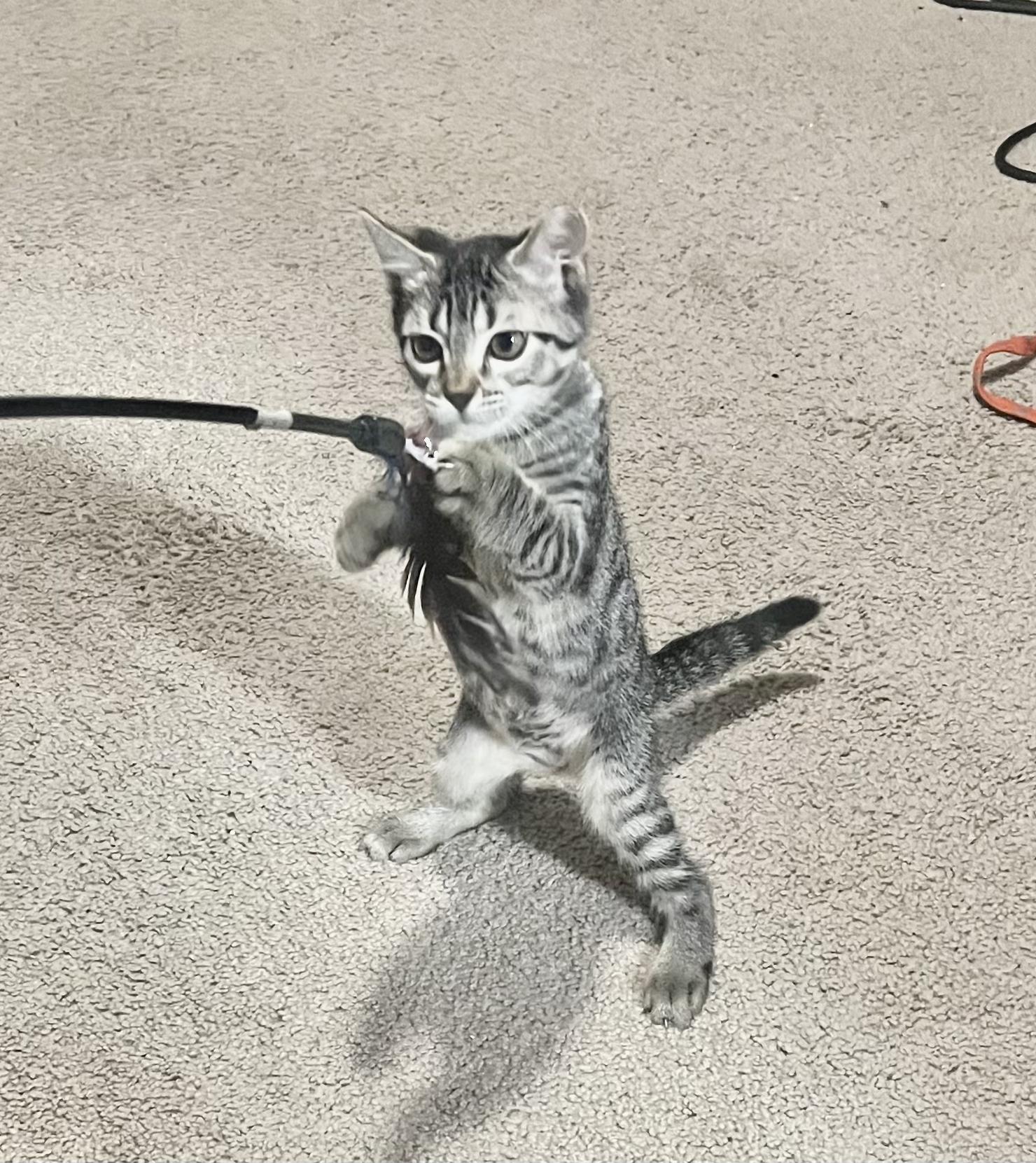 Dash (video to come!!), a Adoptable Domestic Short Hair in Houston, TX image 4/5