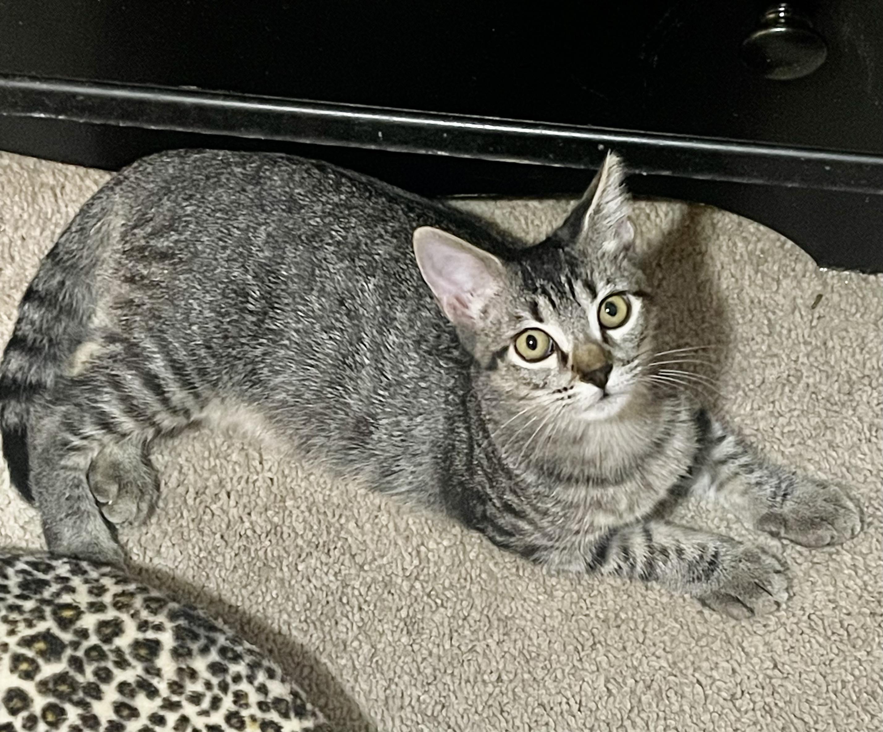 Dash (video to come!!), a Adoptable Domestic Short Hair in Houston, TX image 5/5