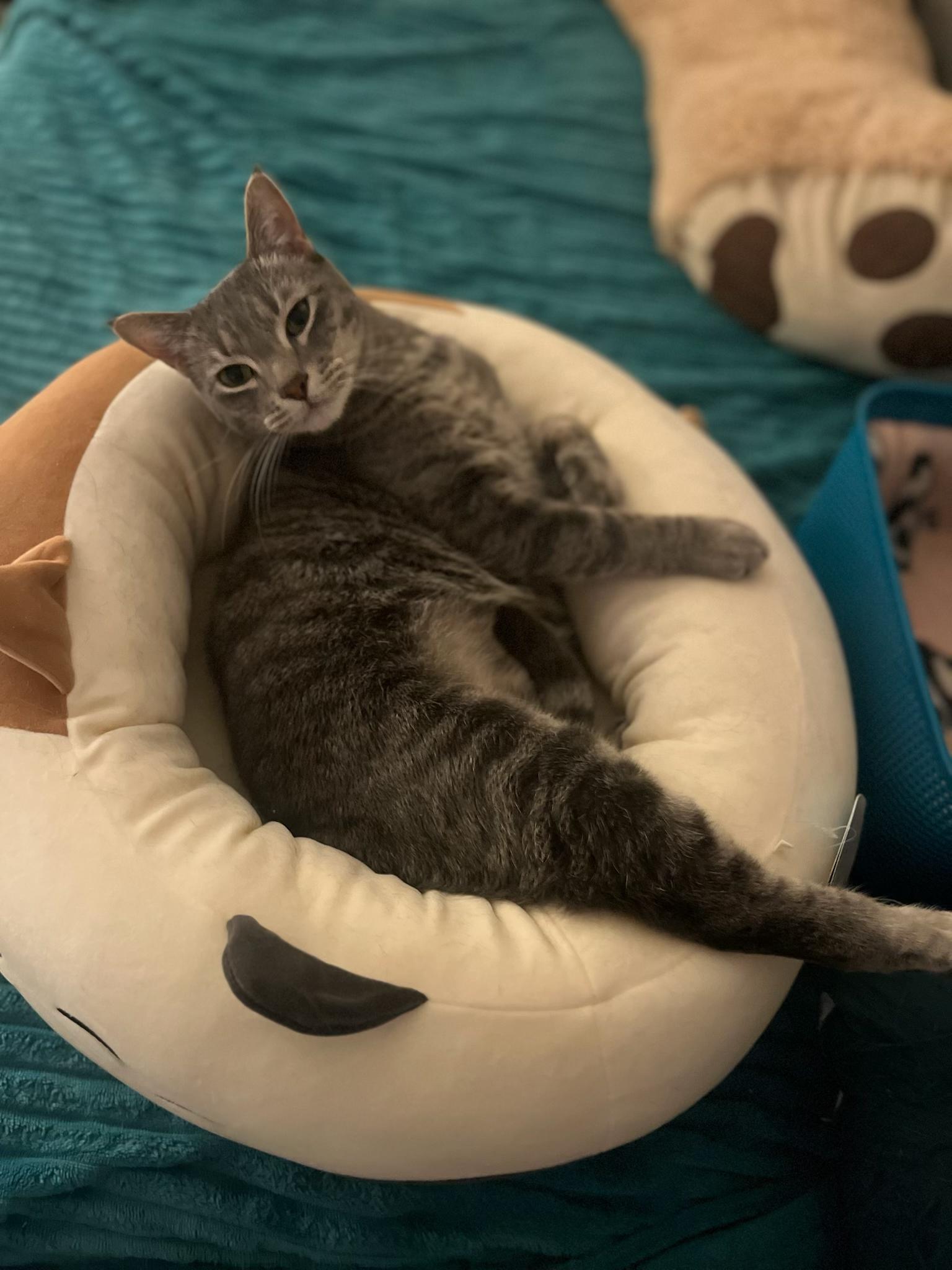 Enlarge Sally, a ADOPTABLE Domestic Short Hair in Minneapolis, MN image 4/5