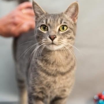 Enlarge Sally, a ADOPTABLE Domestic Short Hair in Minneapolis, MN image 2/5