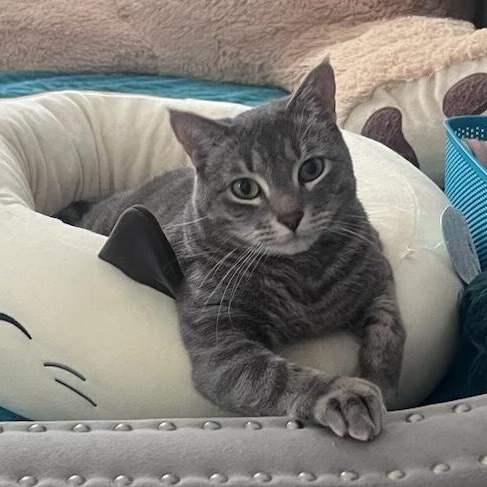 Enlarge Sally, a ADOPTABLE Domestic Short Hair in Minneapolis, MN image 1/5