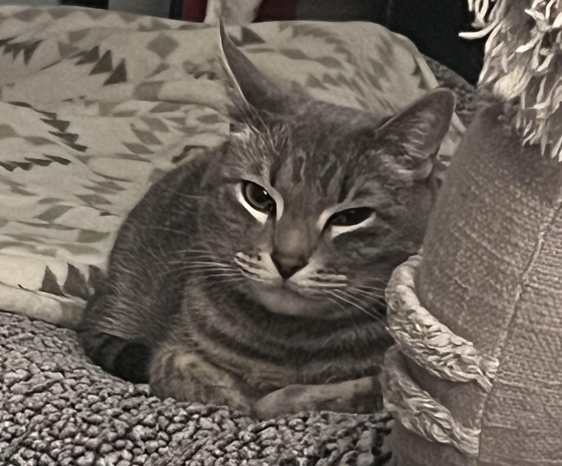 Enlarge Sally, a ADOPTABLE Domestic Short Hair in Minneapolis, MN image 3/5