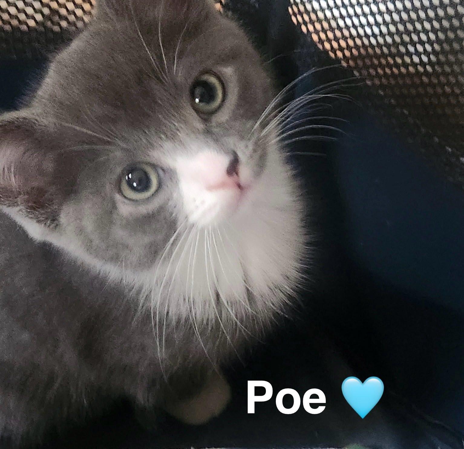 Poe, an adopted Domestic Short Hair in Beckley, WV_image-1