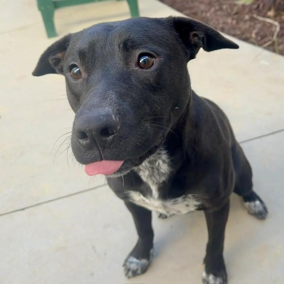 Enlarge Funny, a Adoptable mixed breed in San Jacinto, CA image 1/6