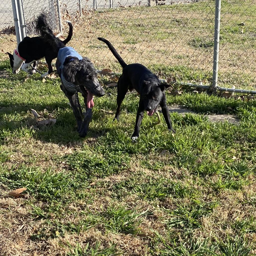 Enlarge Funny, a Adoptable mixed breed in San Jacinto, CA image 2/6