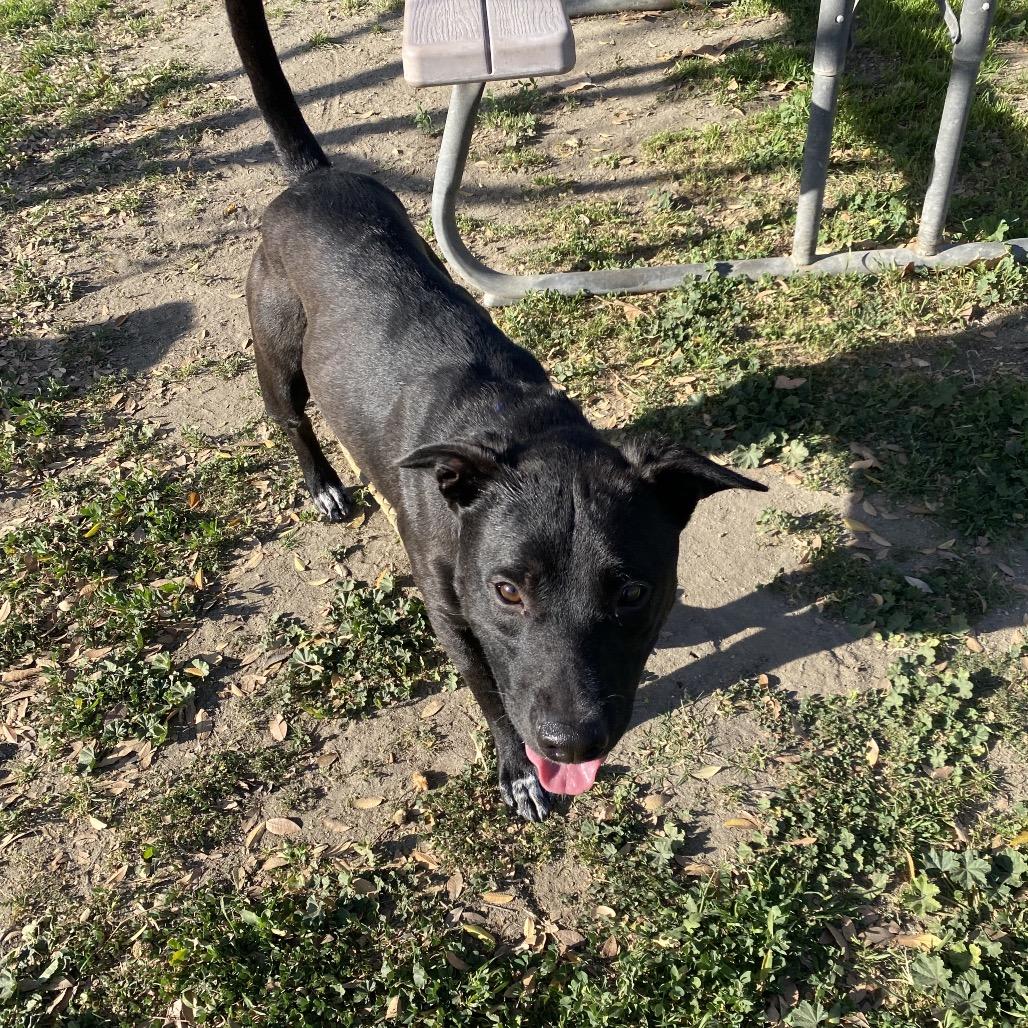 Enlarge Funny, a Adoptable mixed breed in San Jacinto, CA image 3/6