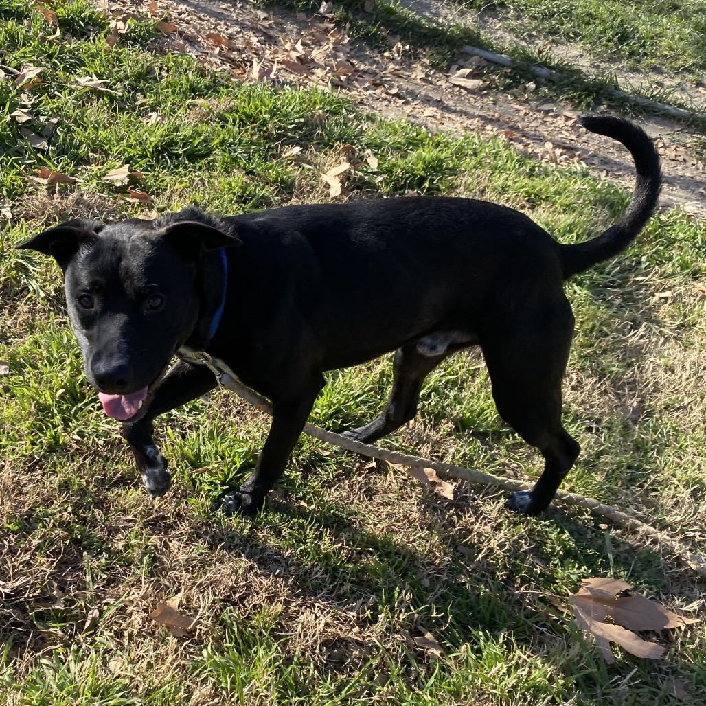 Enlarge Funny, a Adoptable mixed breed in San Jacinto, CA image 4/6