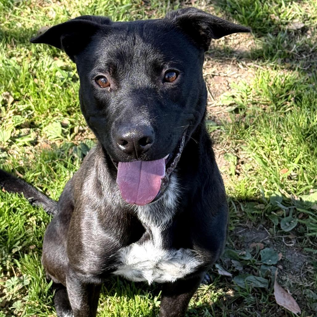 Enlarge Funny, a Adoptable mixed breed in San Jacinto, CA image 5/6