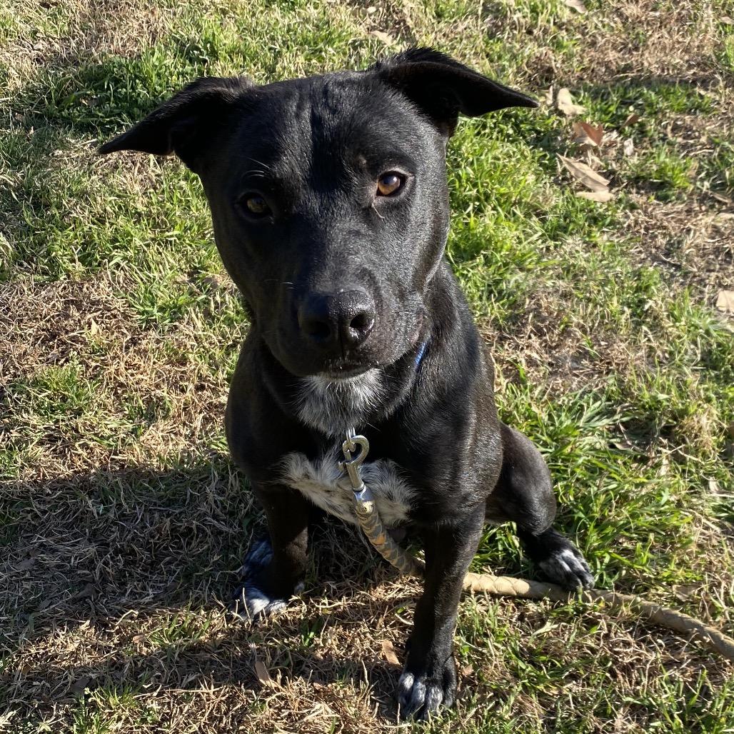 Enlarge Funny, a Adoptable mixed breed in San Jacinto, CA image 6/6