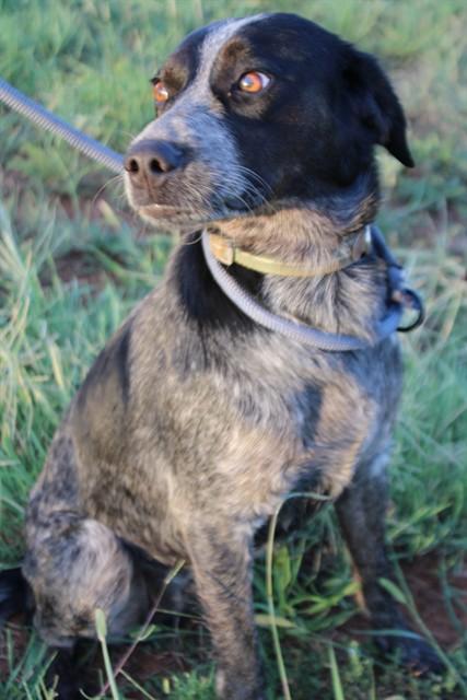 Enlarge JUNIE, a Adoptable mixed breed in Oklahoma City, OK image 1/1