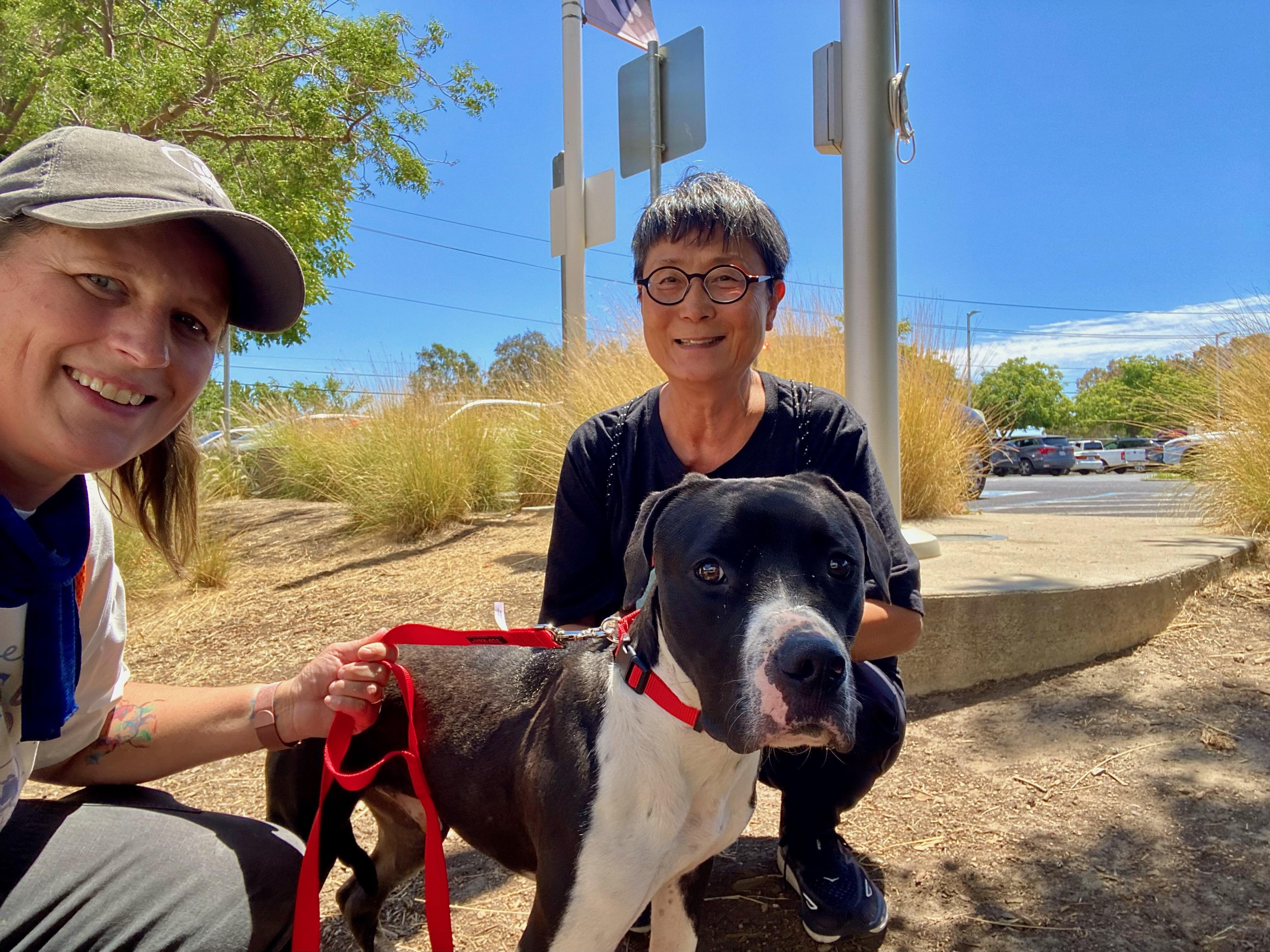 Scout, a Adoptable mixed breed in San Bruno, CA image 6/6