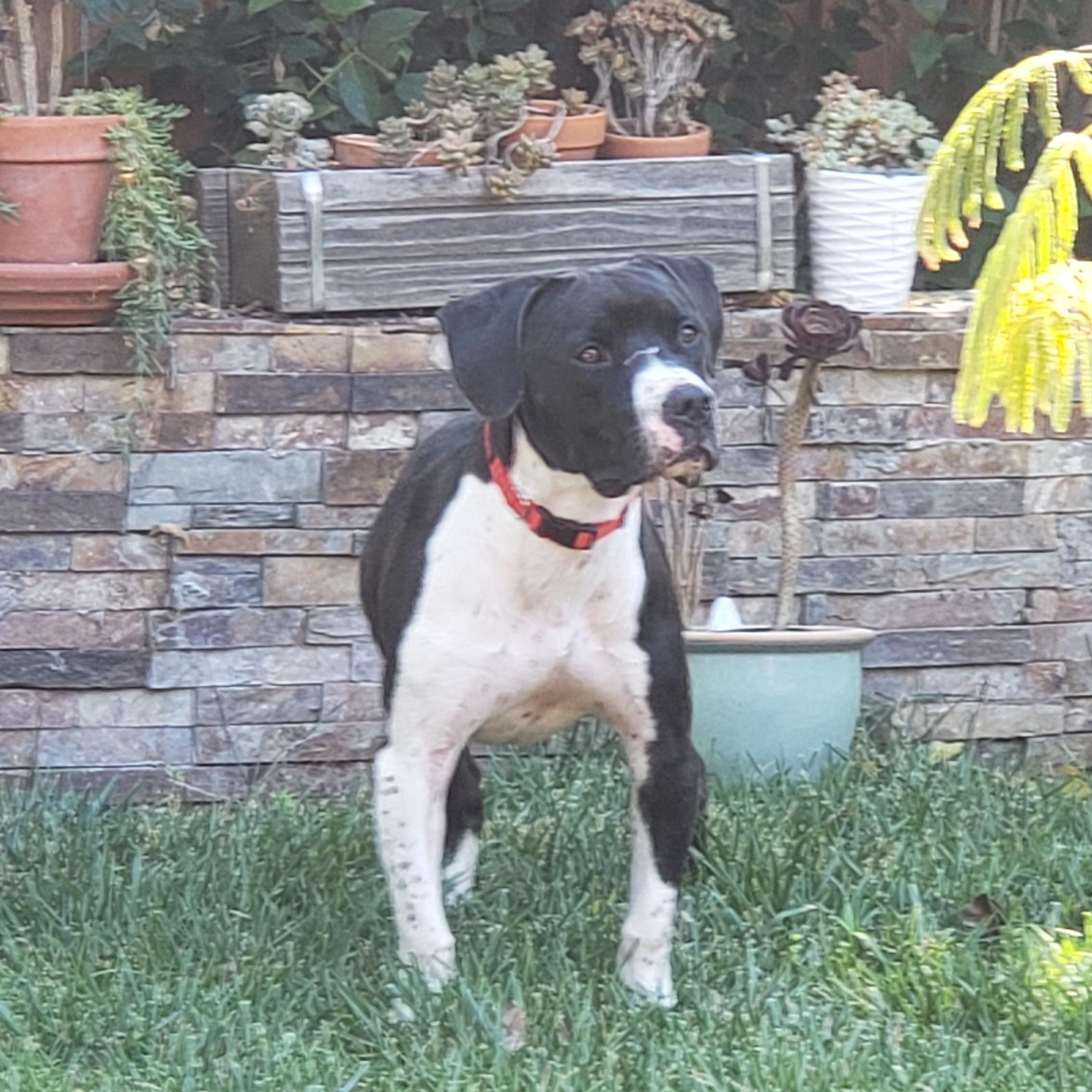 Scout, a Adoptable mixed breed in San Bruno, CA image 5/6