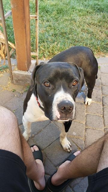 Scout, Adoptable, Young Male Pit Bull Terrier.