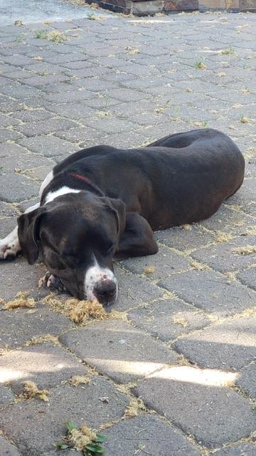 Scout, a Adoptable mixed breed in San Bruno, CA image 2/6