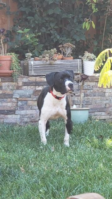 Scout, a Adoptable mixed breed in San Bruno, CA image 3/6