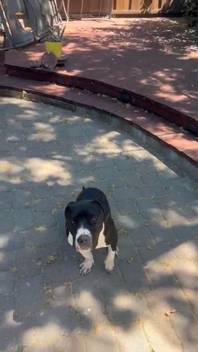 Enlarge Scout, a Adoptable mixed breed in San Bruno, CA video 4/6