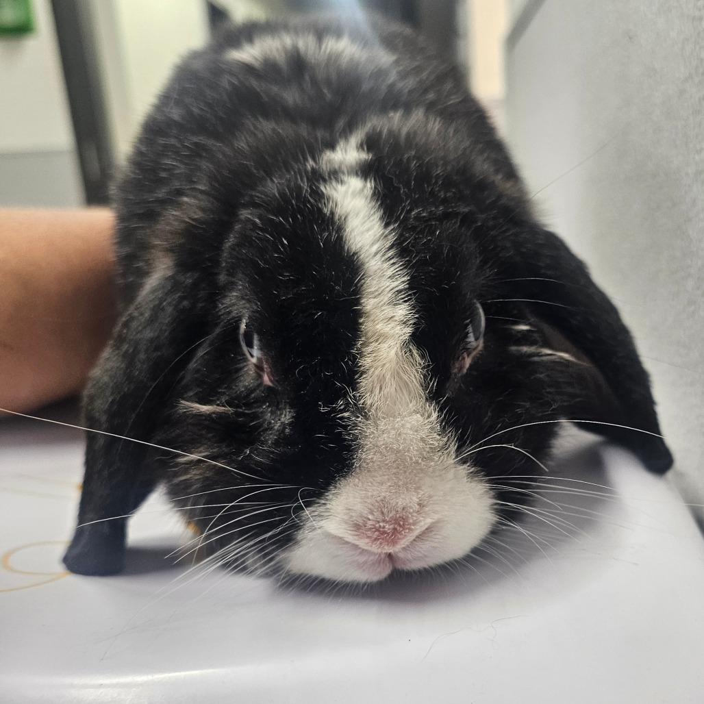 Enlarge Elvira, a Adoptable Lop Eared in Tampa, FL image 1/1