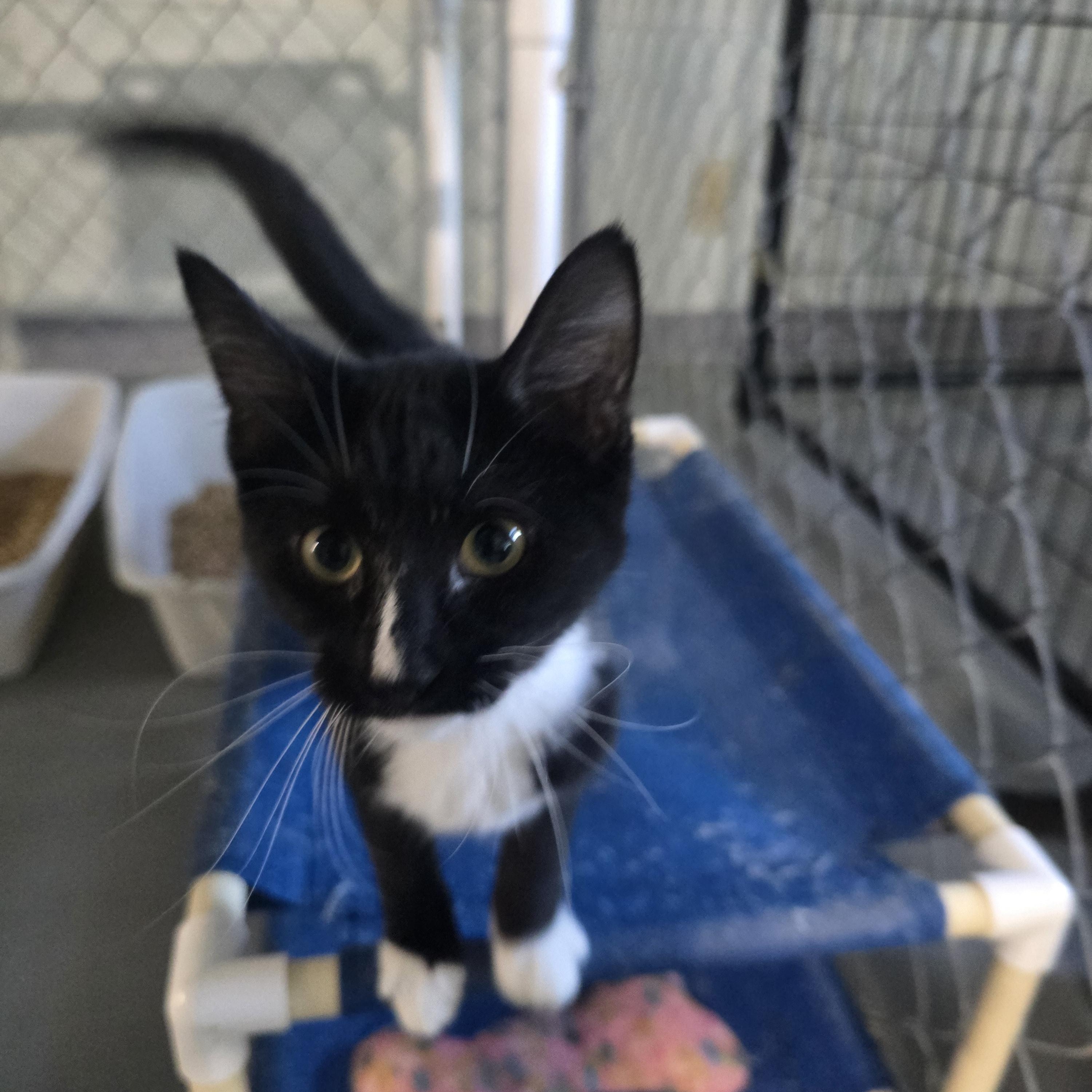 Hailey, Adoptable, Young Female Domestic Short Hair.