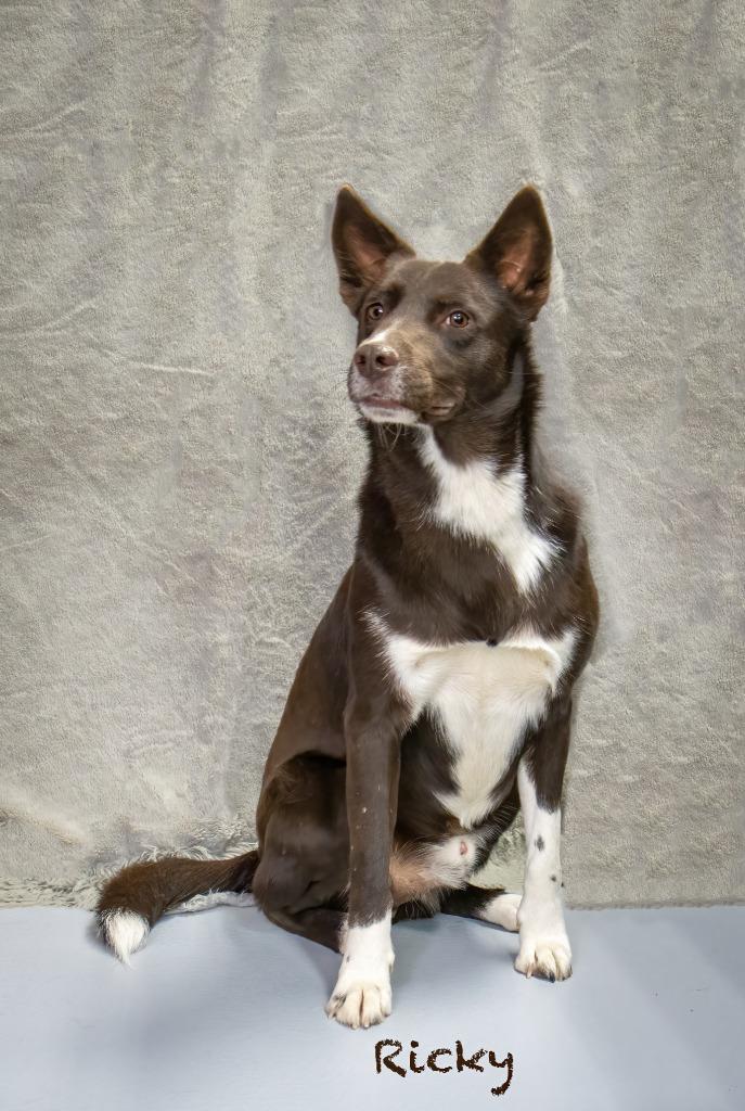 Ricky, Adoptable, Young Male Shepherd.