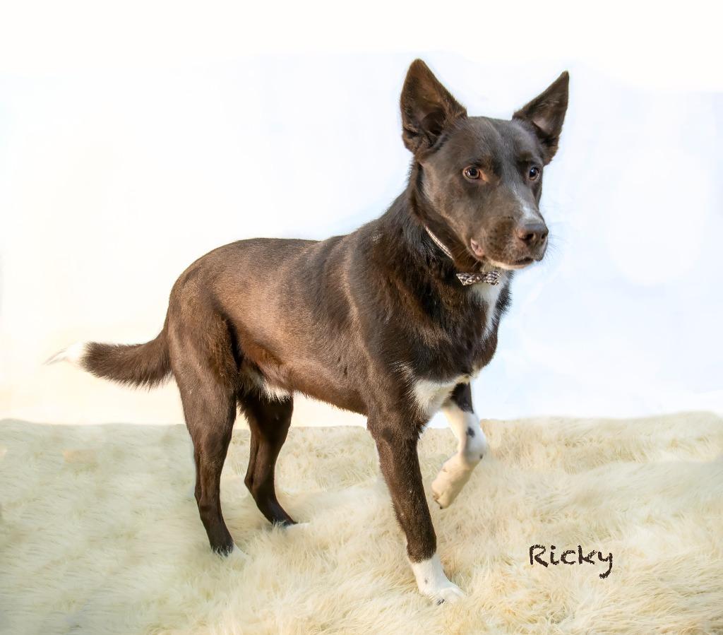 Ricky, a Adoptable mixed breed in Hot Springs Village, AR image 2/3