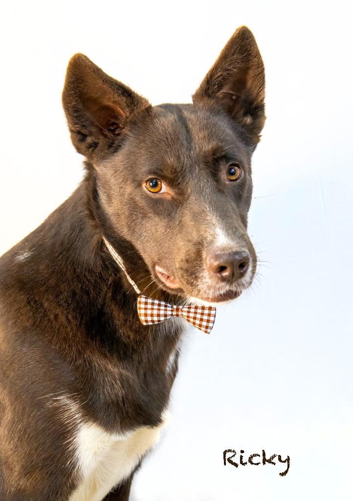 Ricky, a Adoptable mixed breed in Hot Springs Village, AR image 3/3