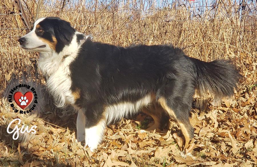 Gus, a ADOPTABLE Border Collie in Joliet, IL image 5/5