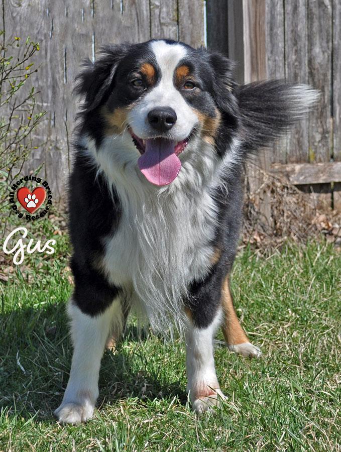 Gus, a ADOPTABLE Border Collie in Joliet, IL image 1/5