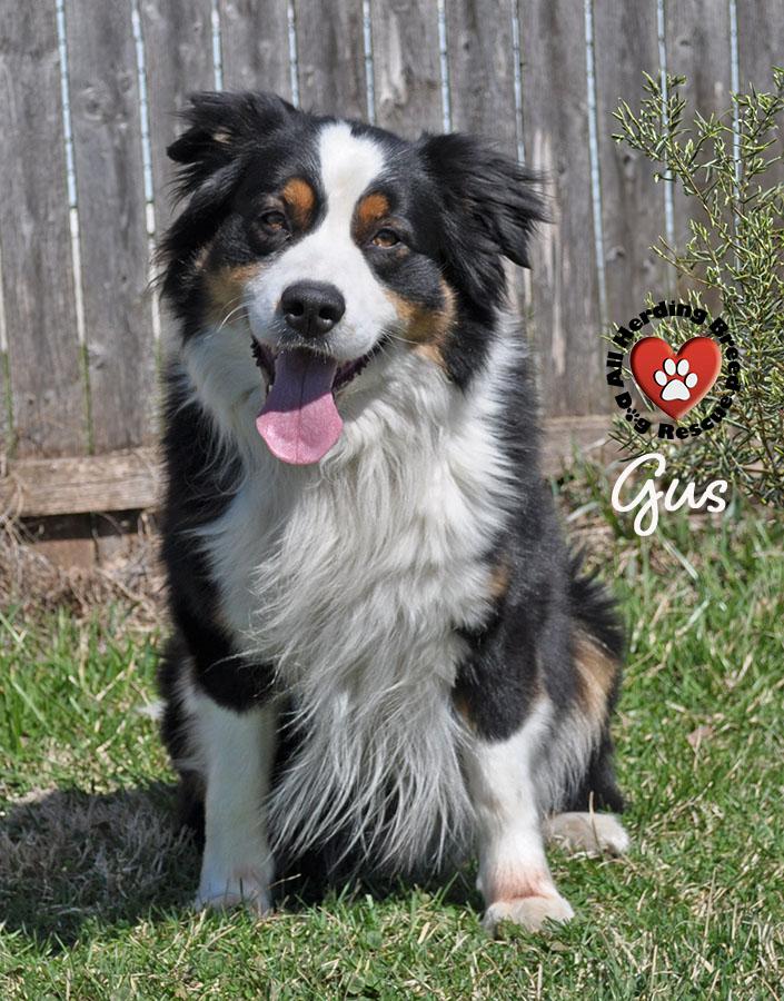 Gus, a ADOPTABLE Border Collie in Joliet, IL image 2/5
