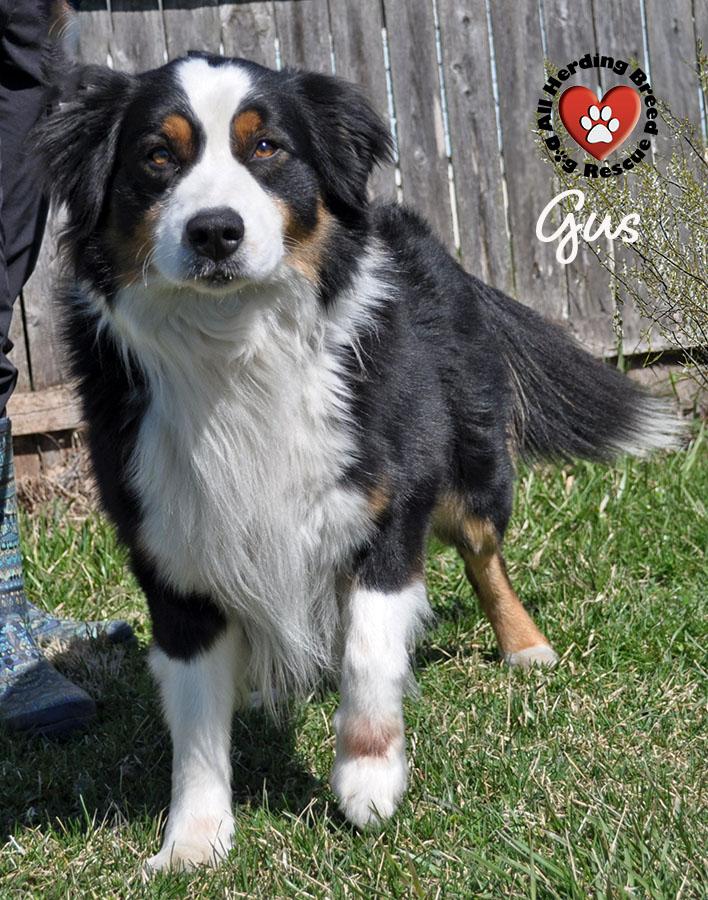 Gus, a ADOPTABLE Border Collie in Joliet, IL image 3/5