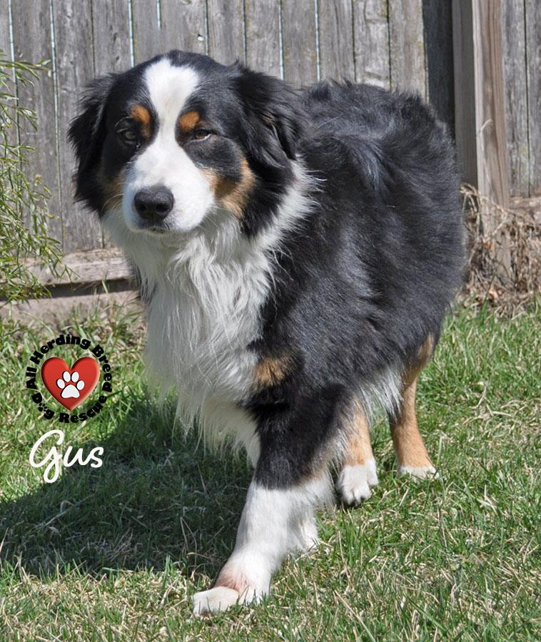 Gus, a ADOPTABLE Border Collie in Joliet, IL image 4/5
