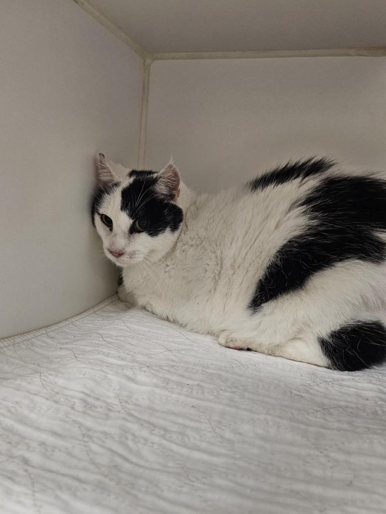 Enlarge Puddy Tat (Dogwood), a Adoptable mixed breed in Johnson City, TN image 1/1