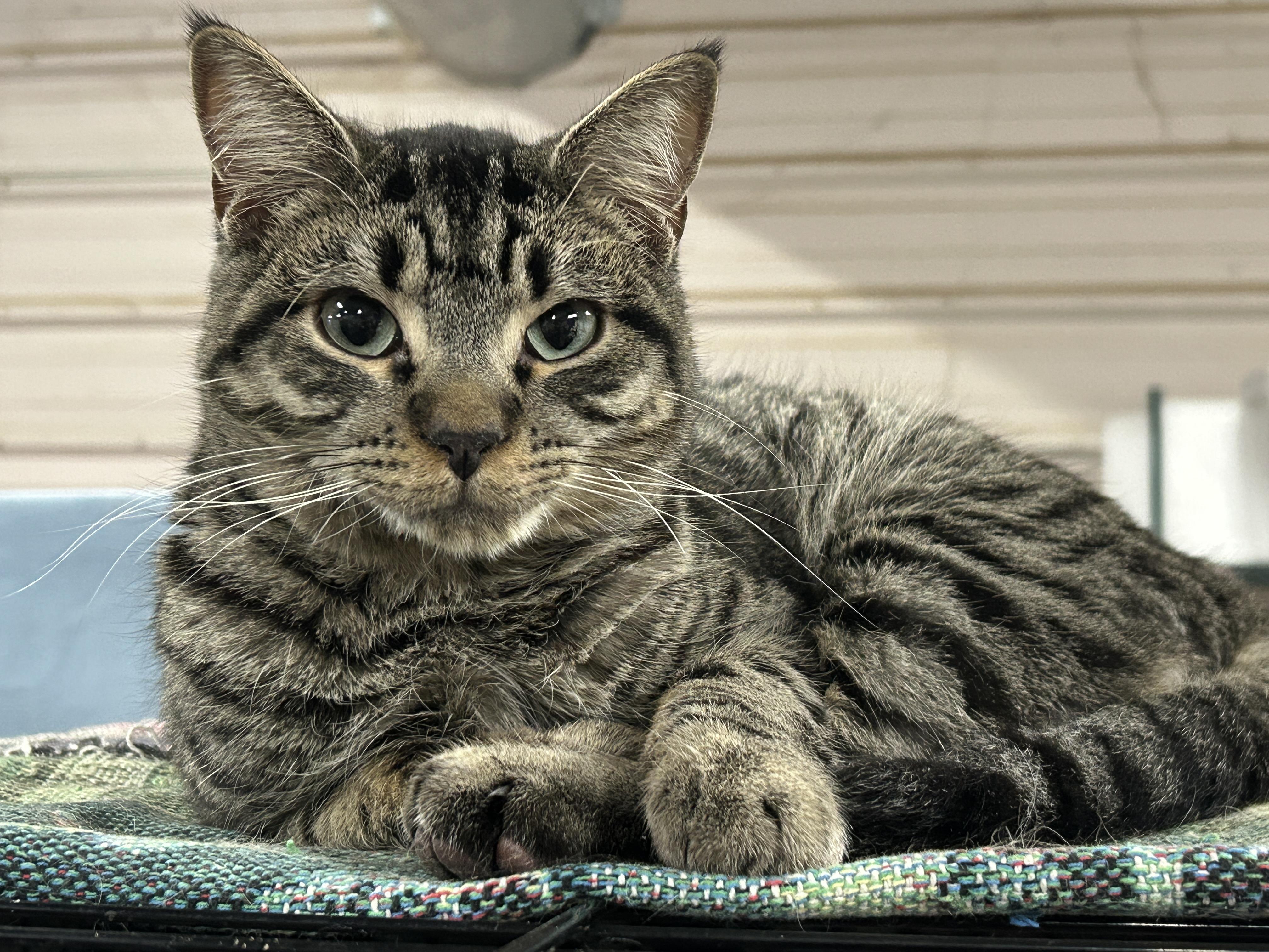 Enlarge Drake, a Adoptable Tabby in Marble Falls, TX image 4/5
