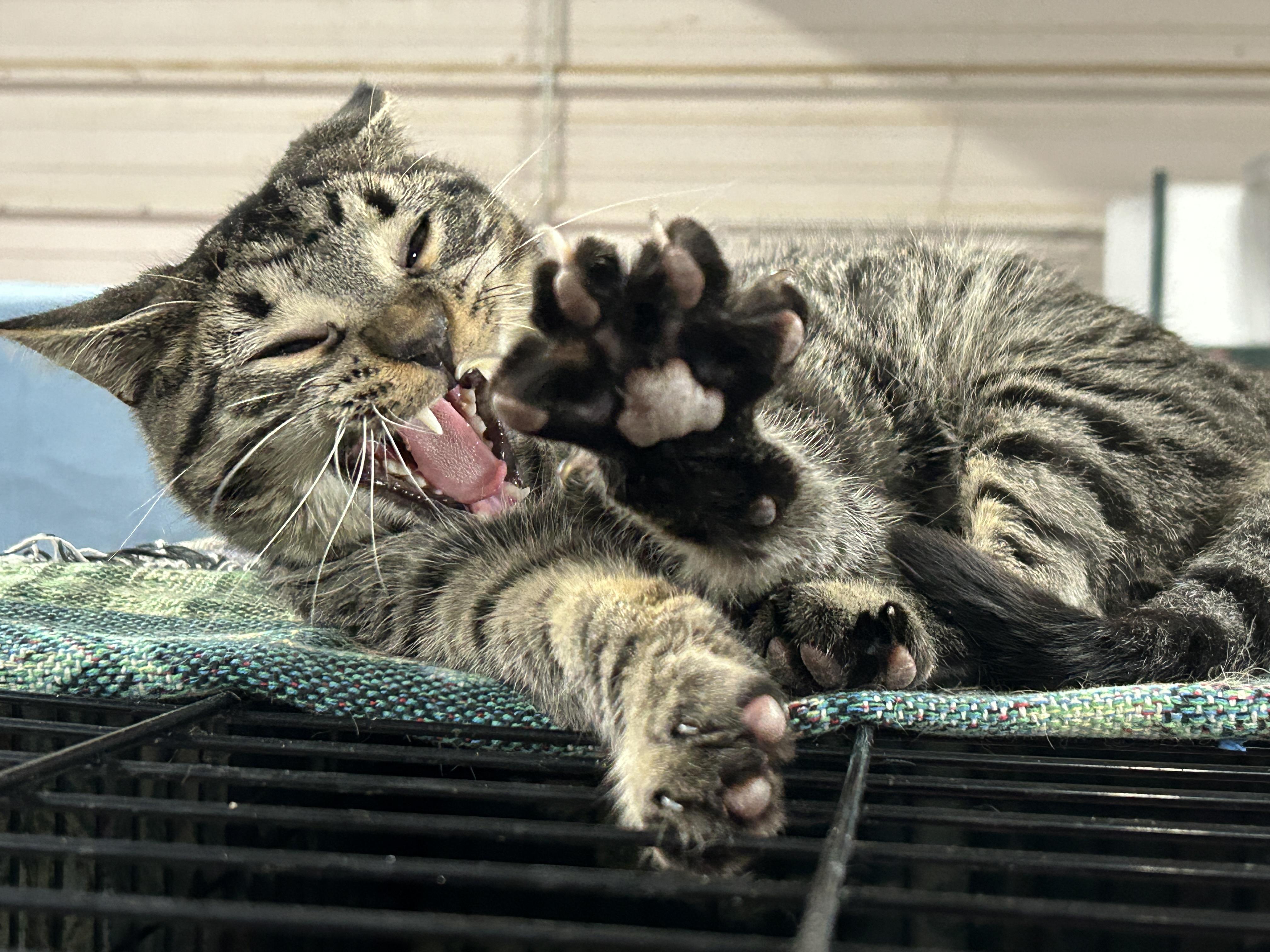 Enlarge Drake, a Adoptable Tabby in Marble Falls, TX image 5/5