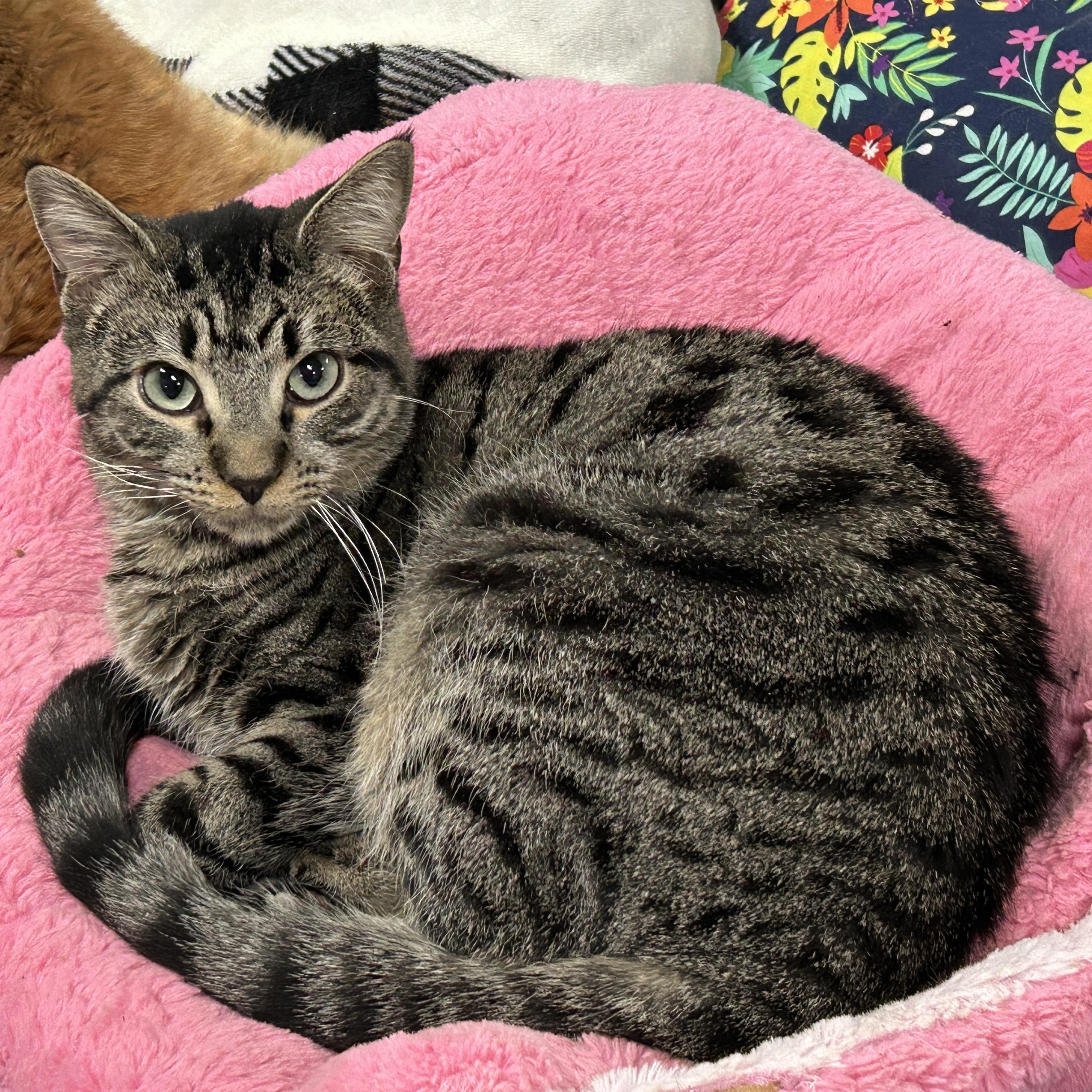 Drake, Adoptable, Young Male Tabby.