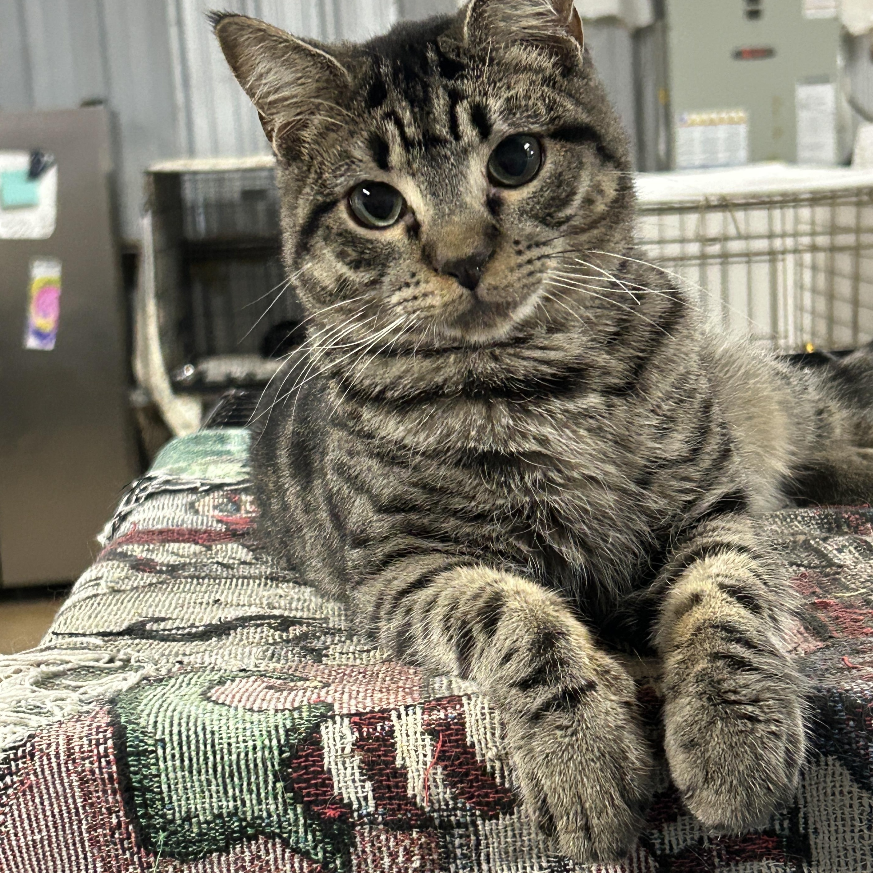 Enlarge Drake, a Adoptable Tabby in Marble Falls, TX image 2/5