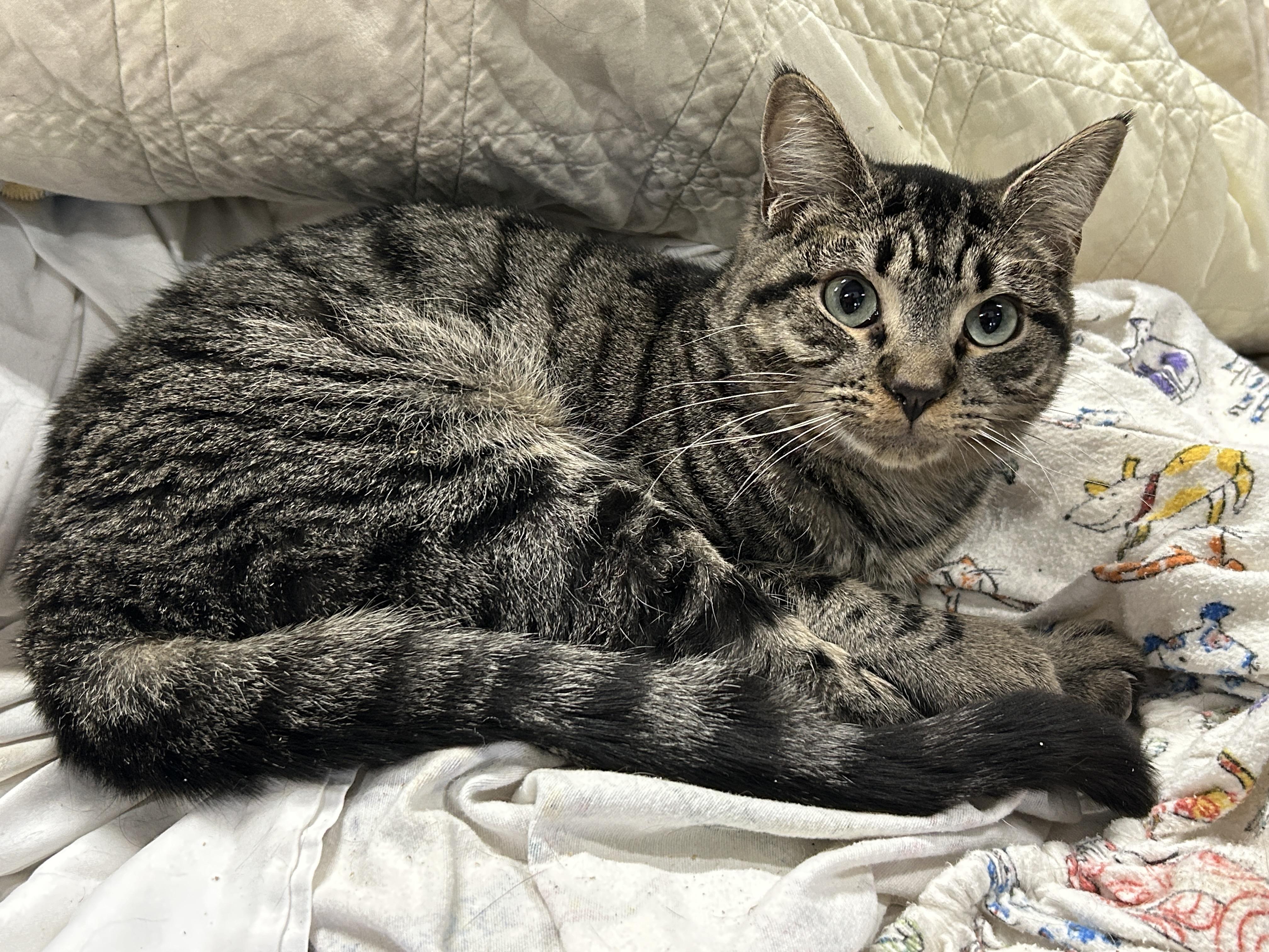 Enlarge Drake, a Adoptable Tabby in Marble Falls, TX image 3/5