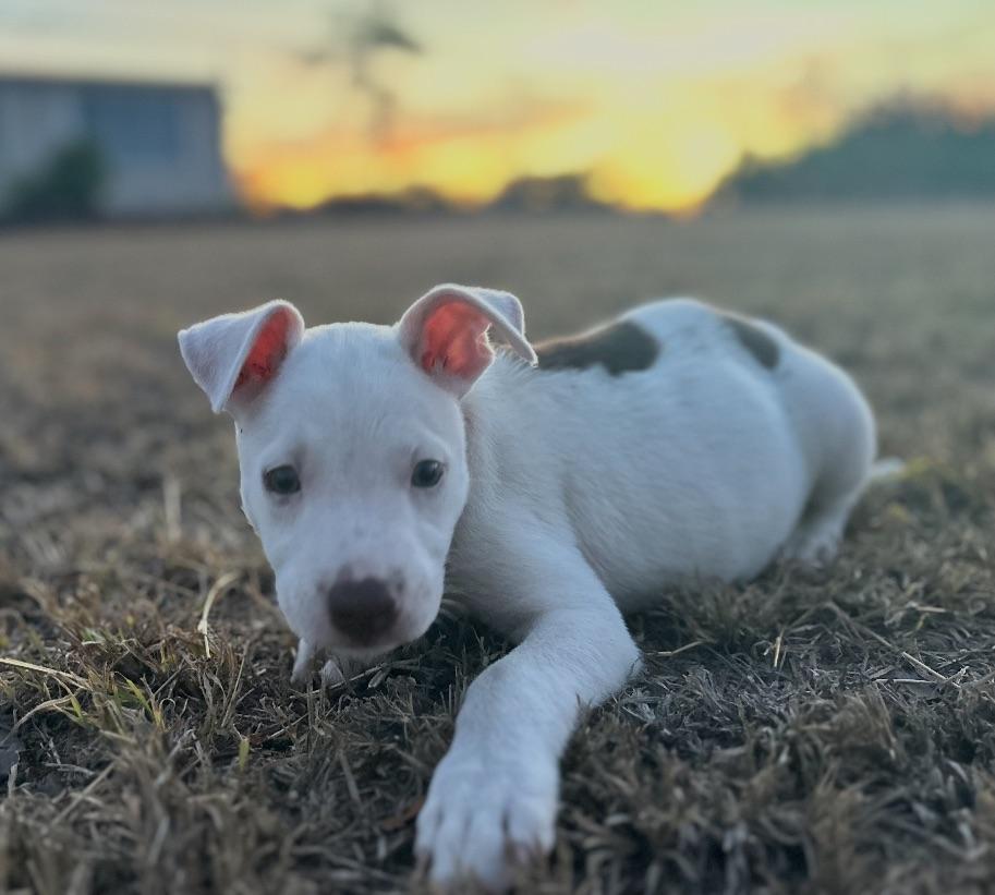 Mario - The Baby Cow
