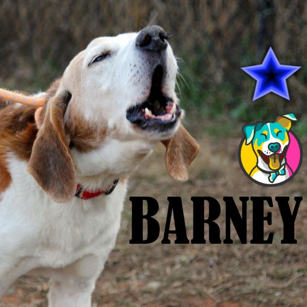 Barney, Adoptable, Senior Male American Foxhound & Mixed Breed.