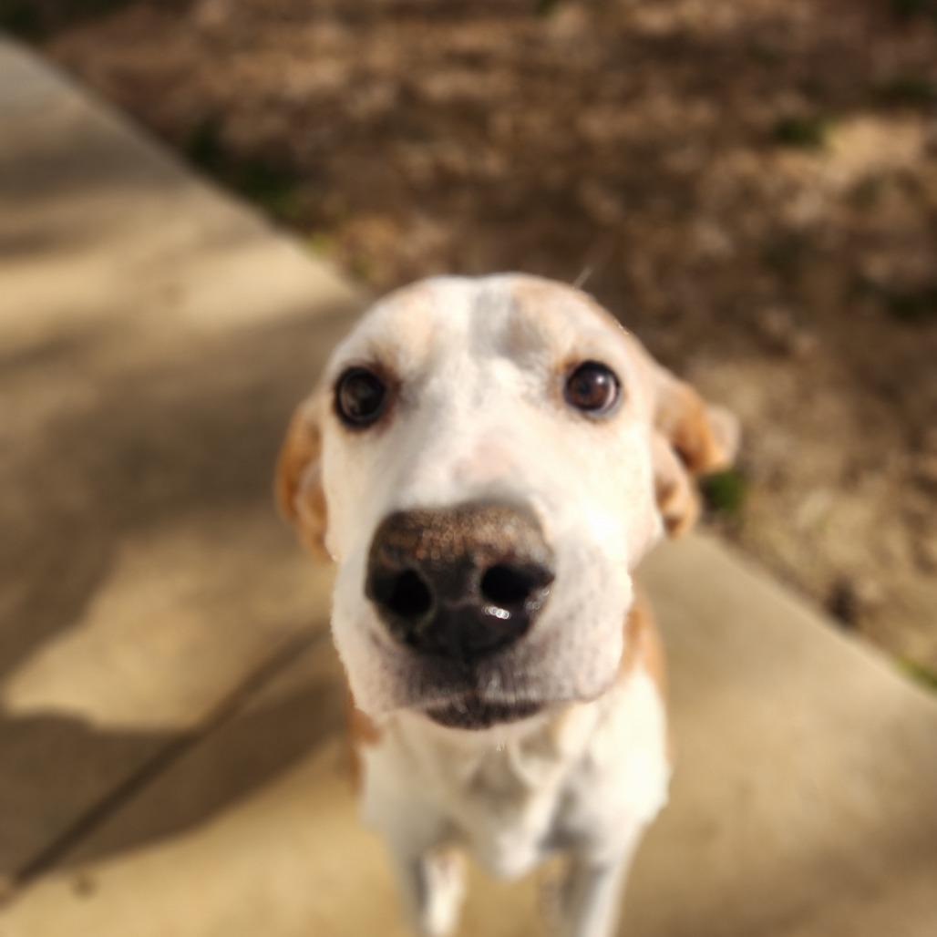 Barney, a Adoptable mixed breed in Mooresville, NC image 2/3