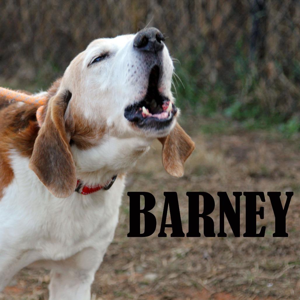 Barney, a Adoptable mixed breed in Mooresville, NC image 3/3