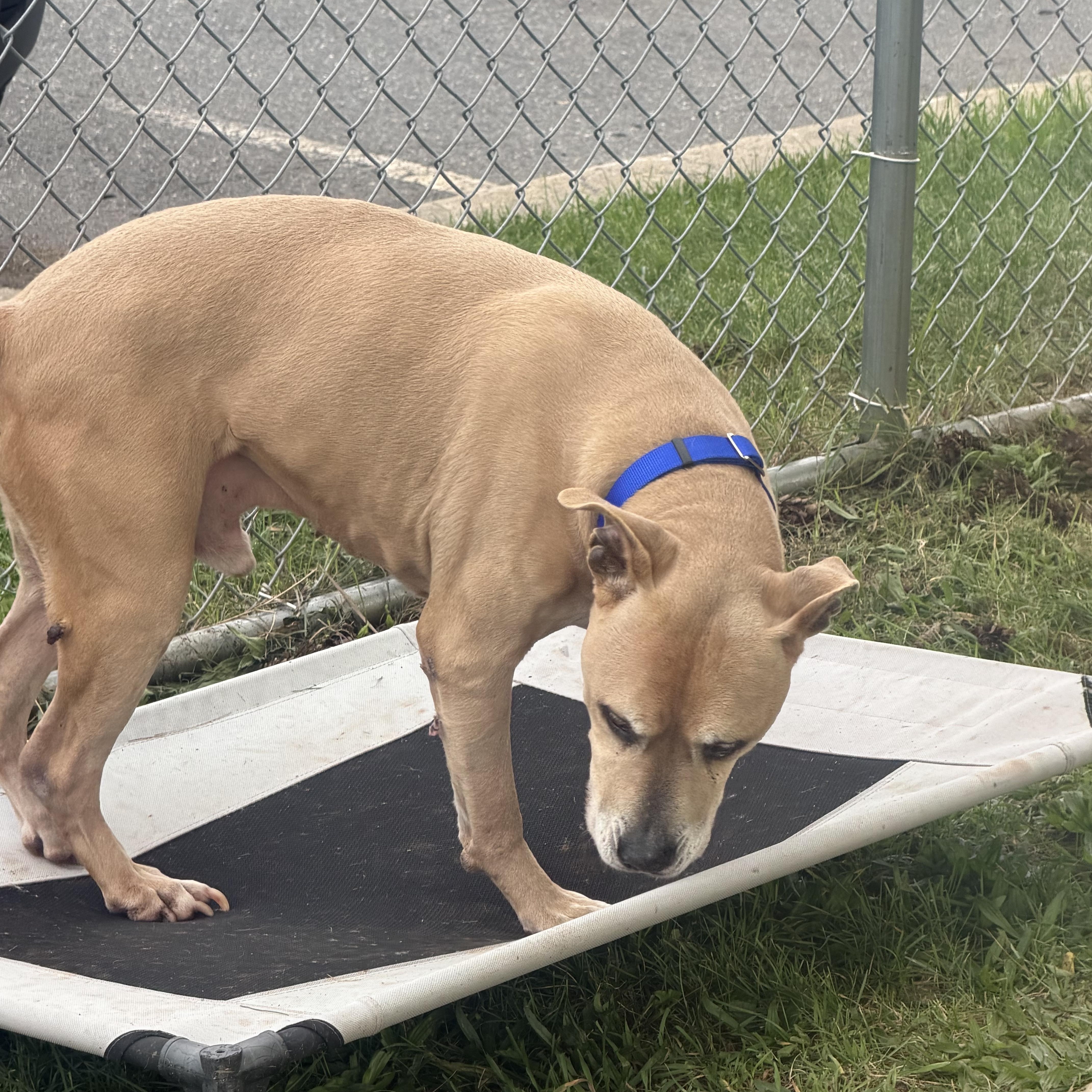 Enlarge Titus, a Adoptable Pit Bull Terrier in Somerset, NJ image 3/5