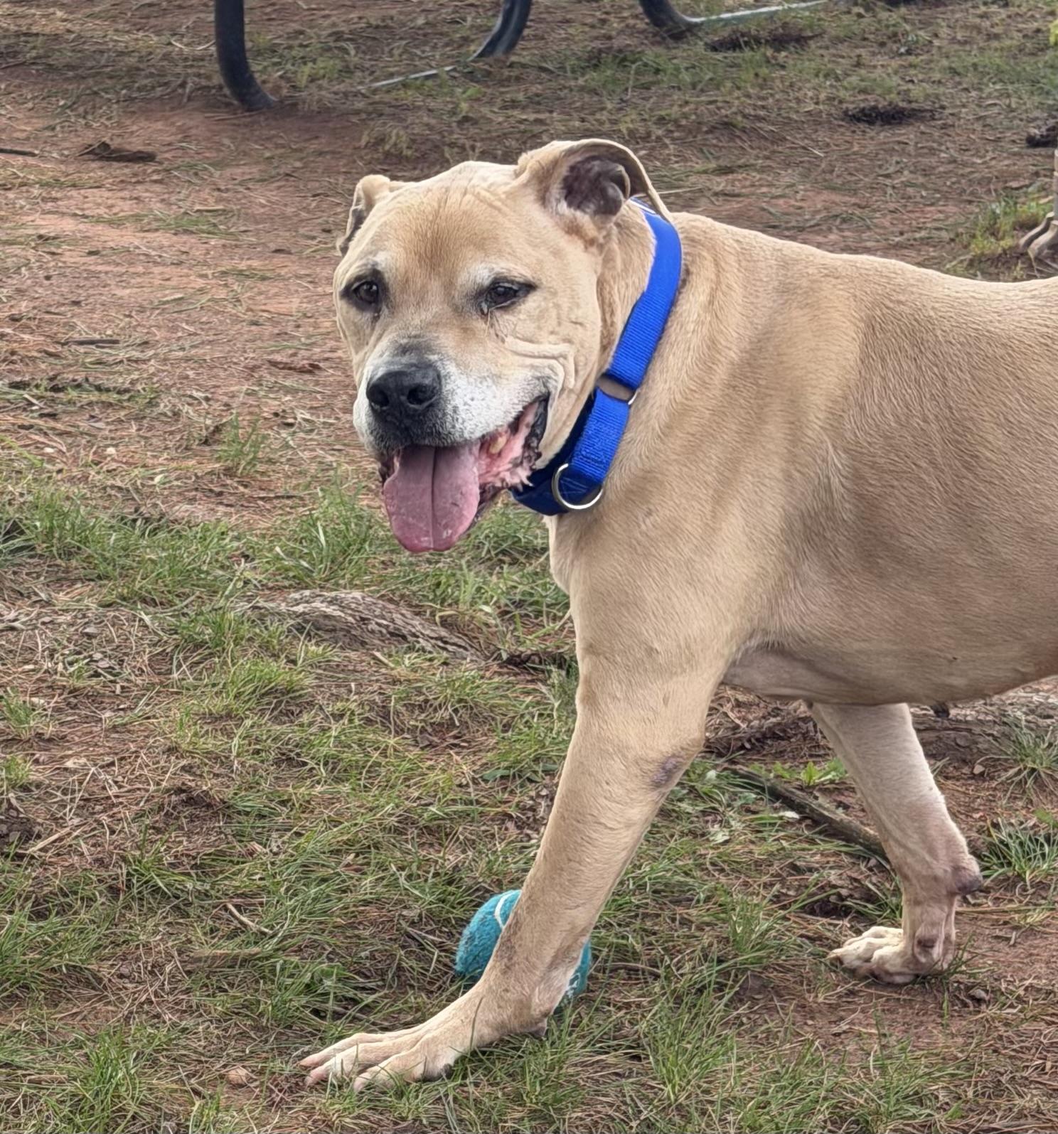 Enlarge Titus, a Adoptable Pit Bull Terrier in Somerset, NJ image 4/5